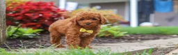 Miniature Poodle dogs for sale: Finn - Ad 5