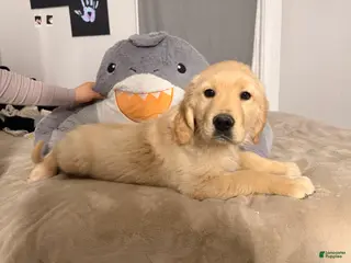 Golden Retriever dogs Golden Retriever Puppy 1 - Ad 7