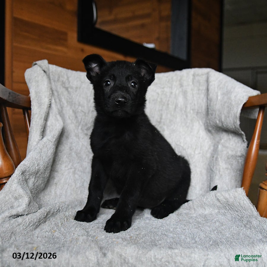 Mixed Breed dogs Trixie - Ad 1