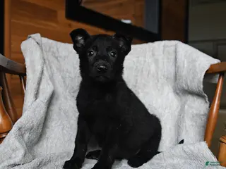 Mixed Breed dogs for sale: Trixie - Ad 4