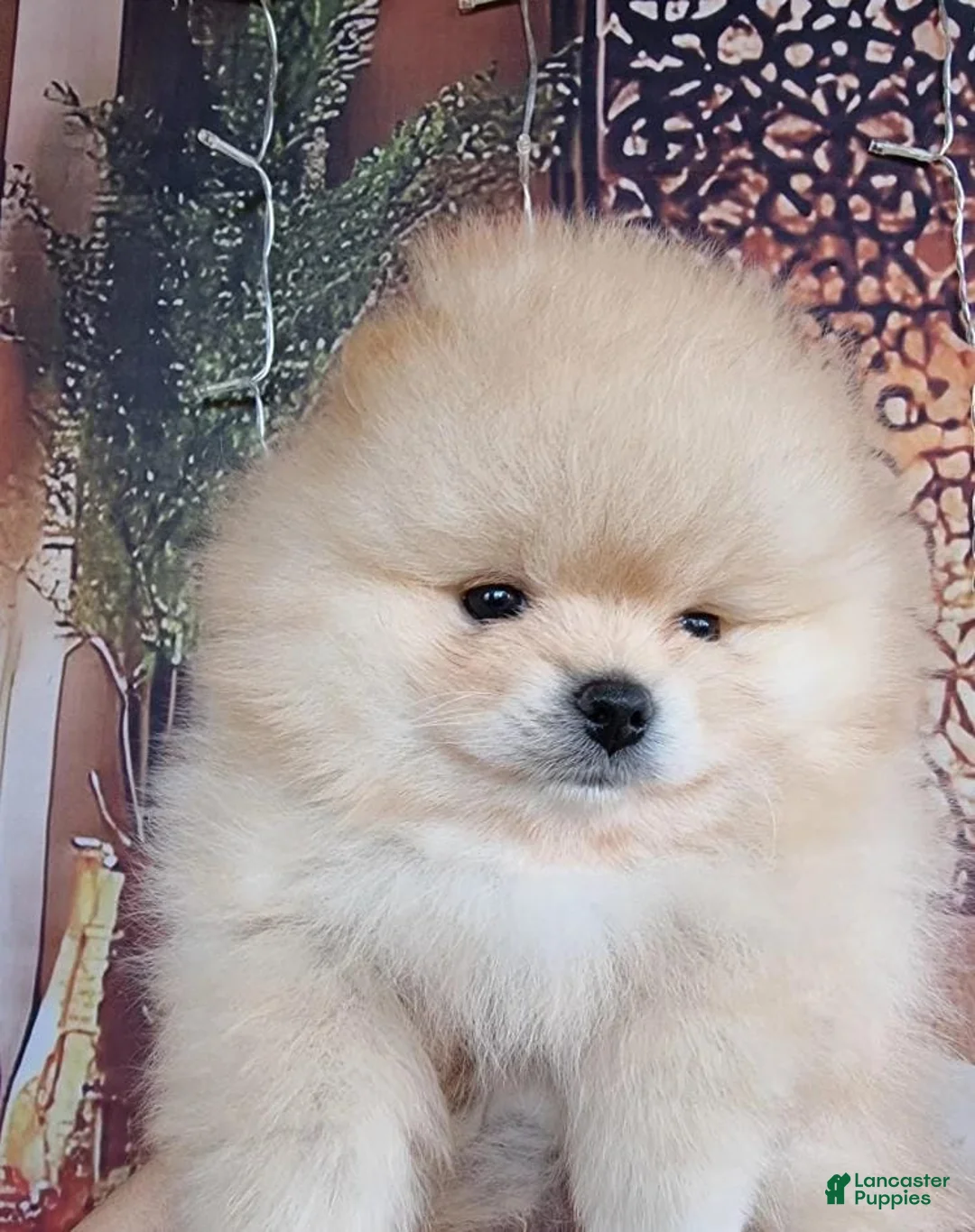 Pomeranian dogs for sale: Freya - Ad 8