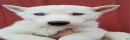 Siberian Husky dogs for sale: Snow White  - Ad 1