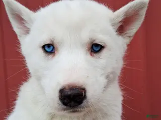 Siberian Husky dogs for sale: Snow White - Ad 2