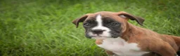 Boxer dogs for sale: Brody - Ad 3
