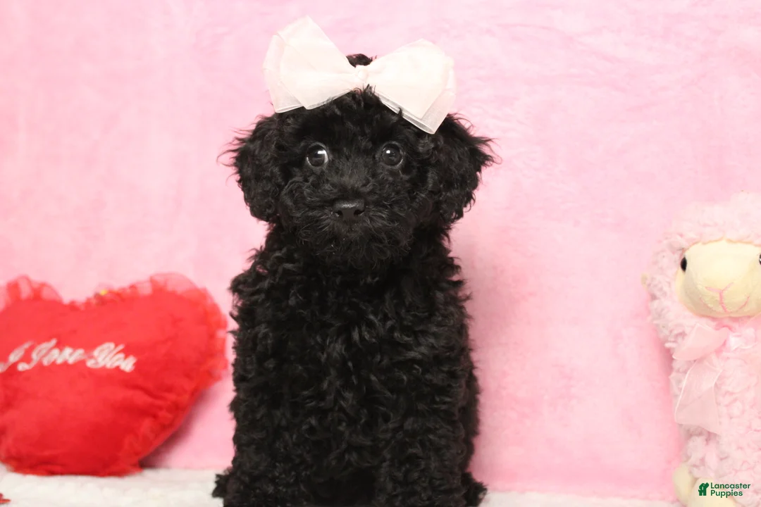 Toy Poodle dogs for sale: Onyx - Ad 7