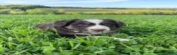 Australian Shepherd dogs for sale: Honey - Ad 3