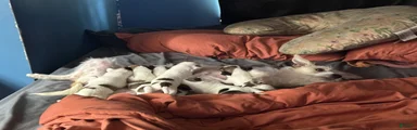 Mixed Breed 5