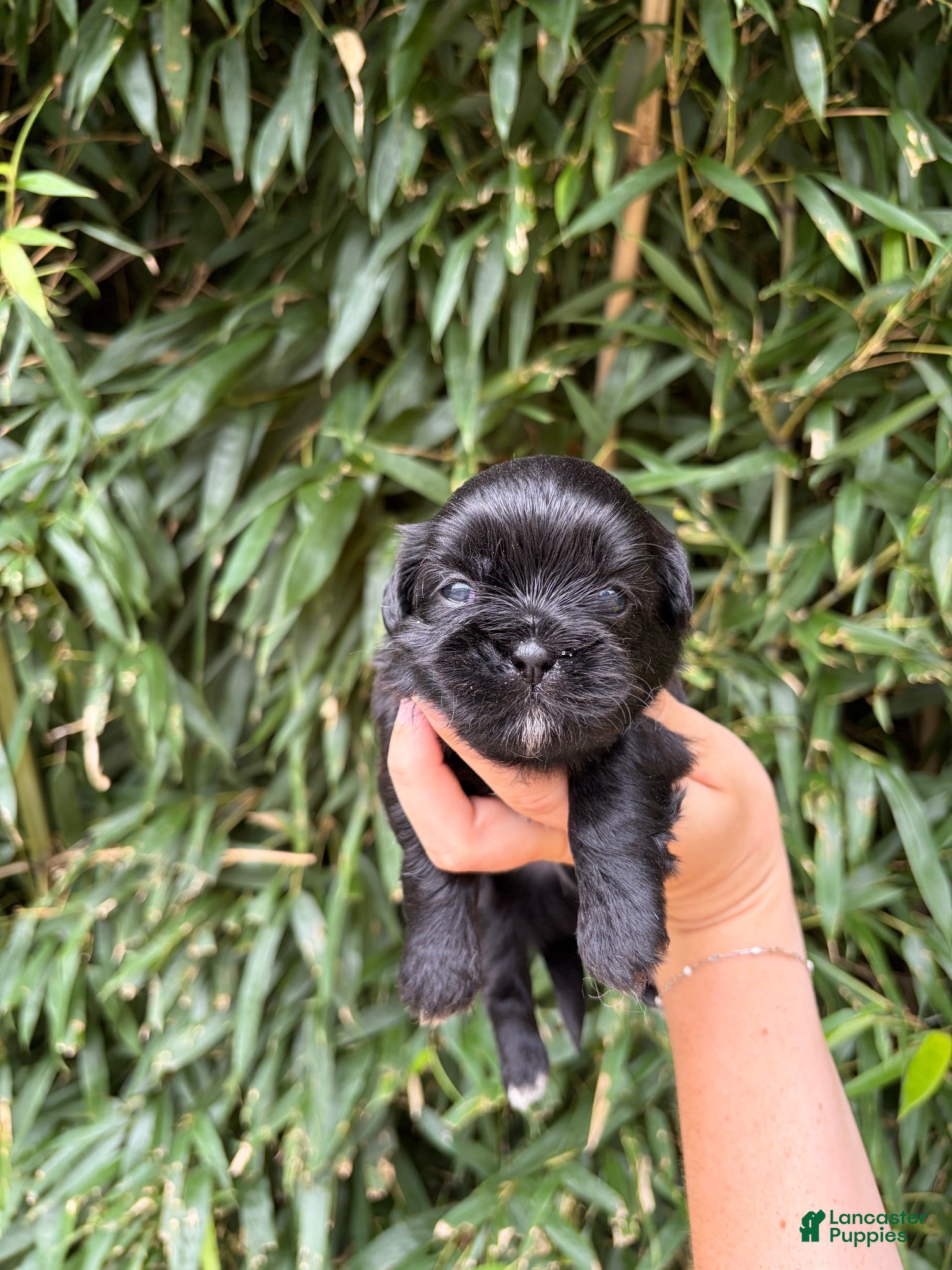 Shih Tzu dogs Shih Tzu 4 - Ad 23