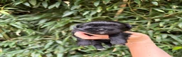Shih Tzu dogs for sale: Shih Tzu 4 - Ad 1