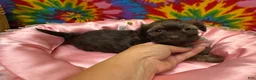 Havanese dogs for sale: Amelia - Ad 7