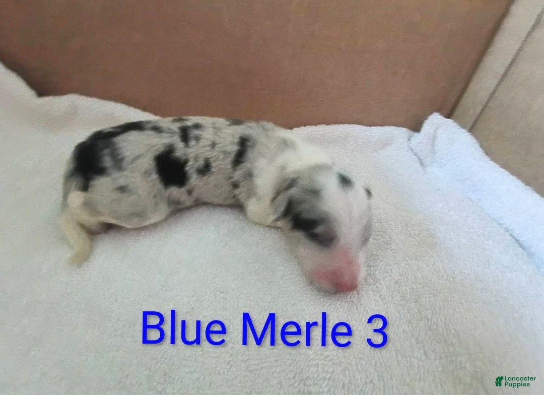 Border Collie dogs Border Collie 1 - Ad 40