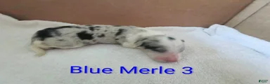 Border Collie 1