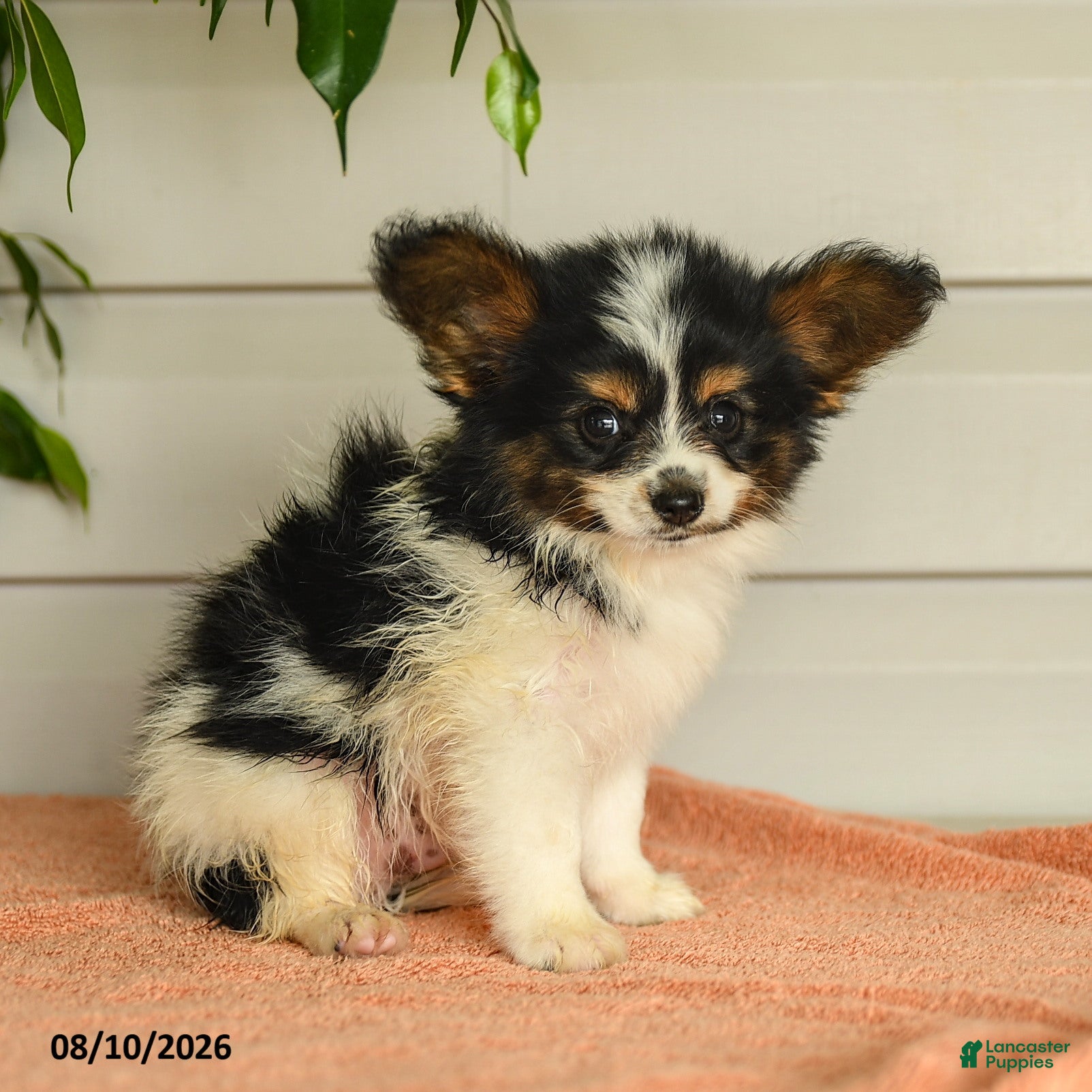 Papillon dogs Philip - Ad 1