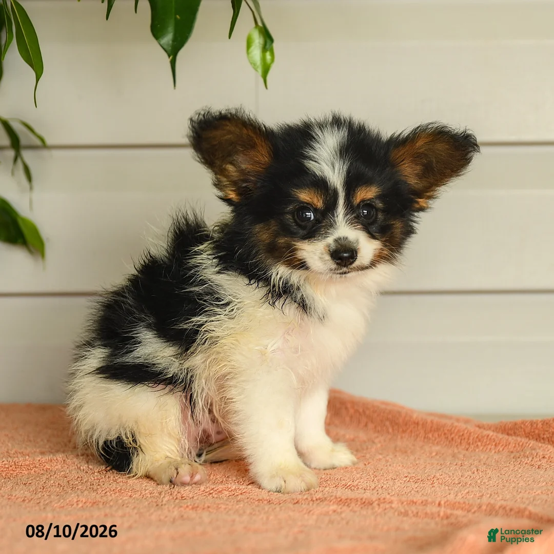 Papillon dogs for sale: Philip - Ad 1