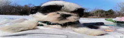Shih Tzu dogs for sale: Shih Tzu Puppy 1 Sheila - Ad 4