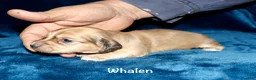 Miniature Dachshund dogs for sale: Whalen - Ad 4