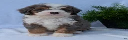 Mini Bernedoodle dogs for sale: Mini Banks  - Ad 16