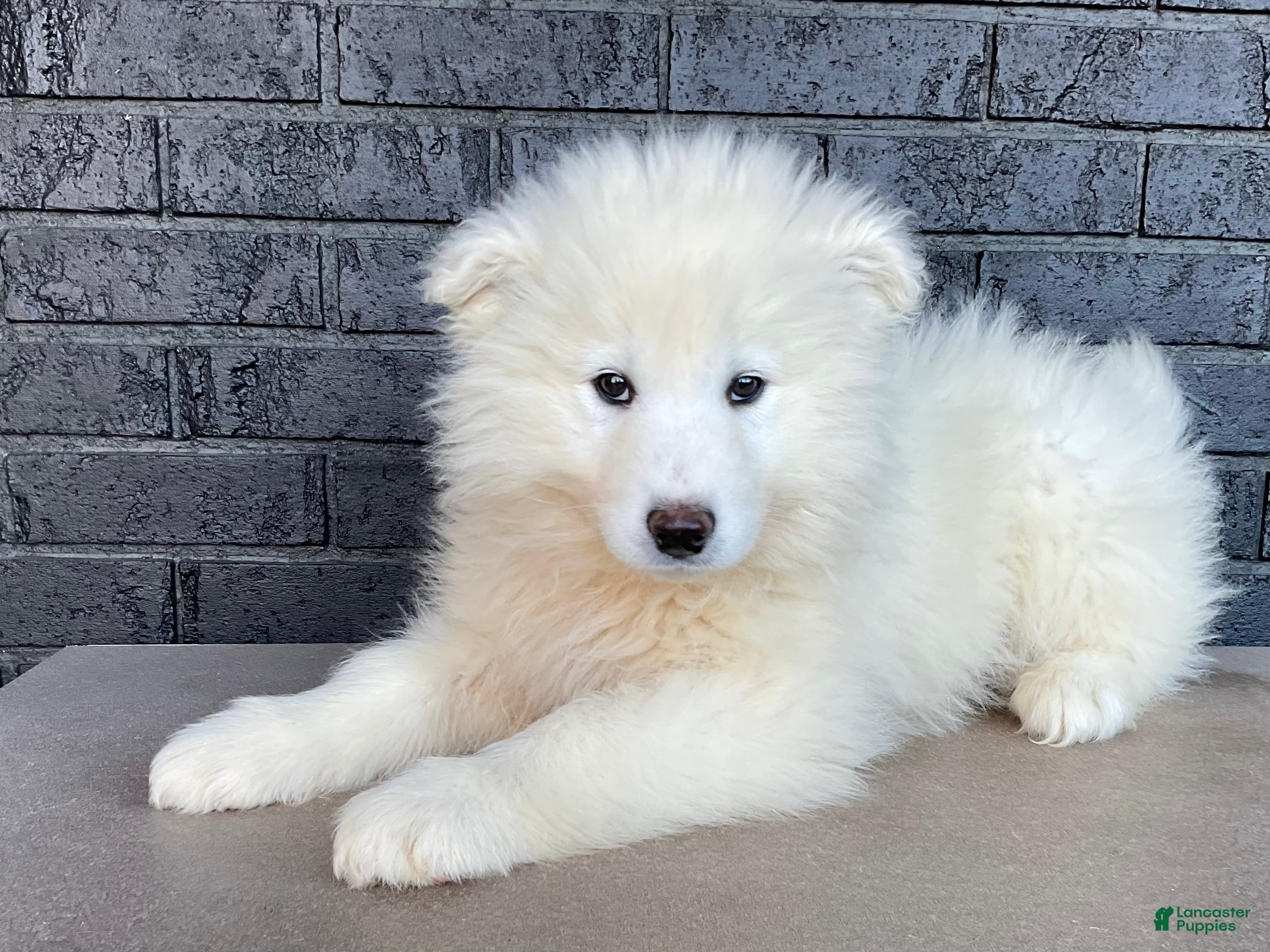 Samoyed dogs Sam - Ad 2