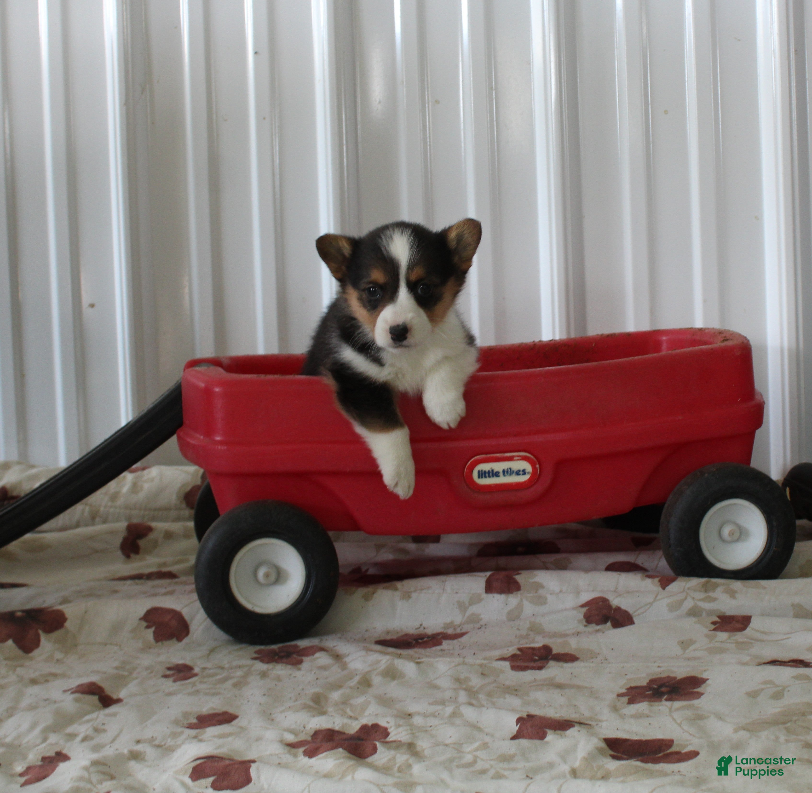 Welsh Corgi Pembroke dogs Paisley - Ad 21