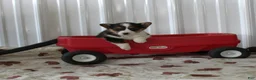 Welsh Corgi Pembroke dogs for sale: Paisley - Ad 1
