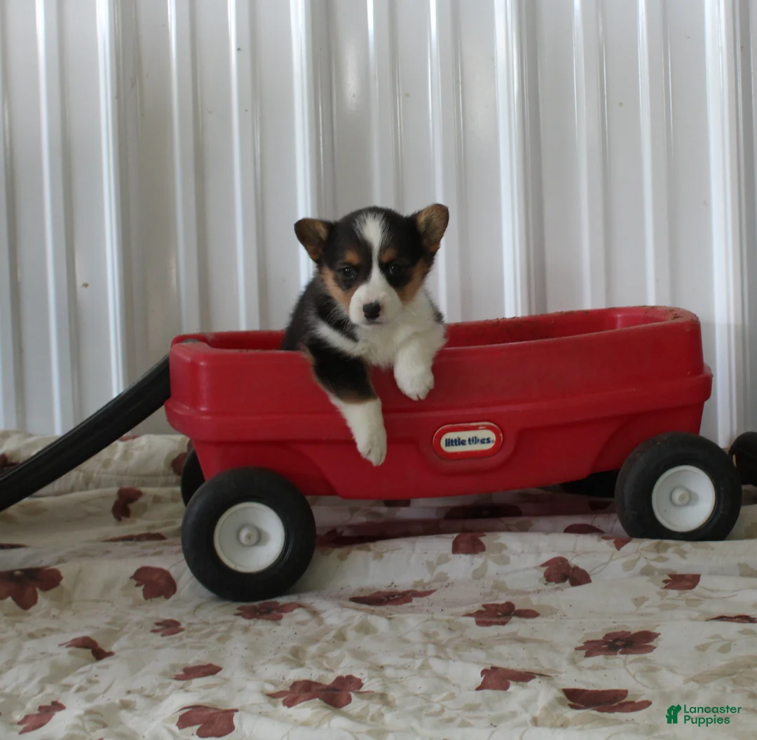 Welsh Corgi Pembroke dogs for sale: Paisley - Ad 1