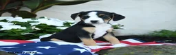Mixed Breed dogs for sale: Lola - Ad 2