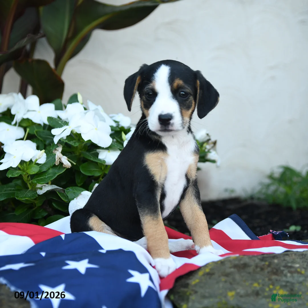 Mixed Breed dogs for sale: Lola - Ad 2