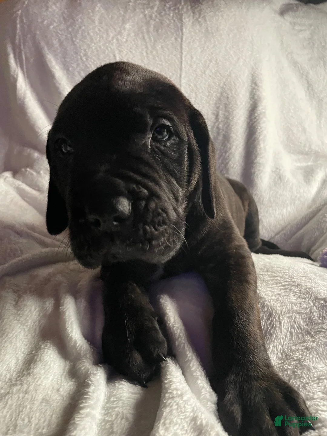 Daniff dogs for sale: Daniff 1 - Ad 2