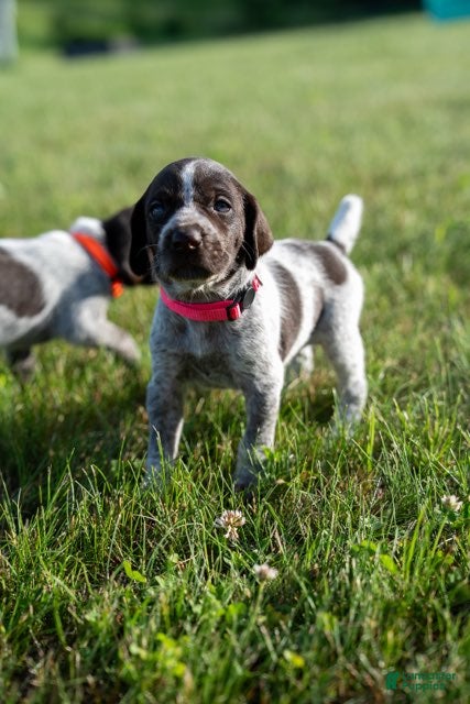 German Wirehaired Pointer dogs Girl 1 (Red Collar) - Ad 7