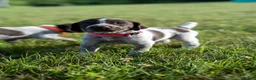German Wirehaired Pointer dogs for sale: Girl 1 (Red Collar) - Ad 1