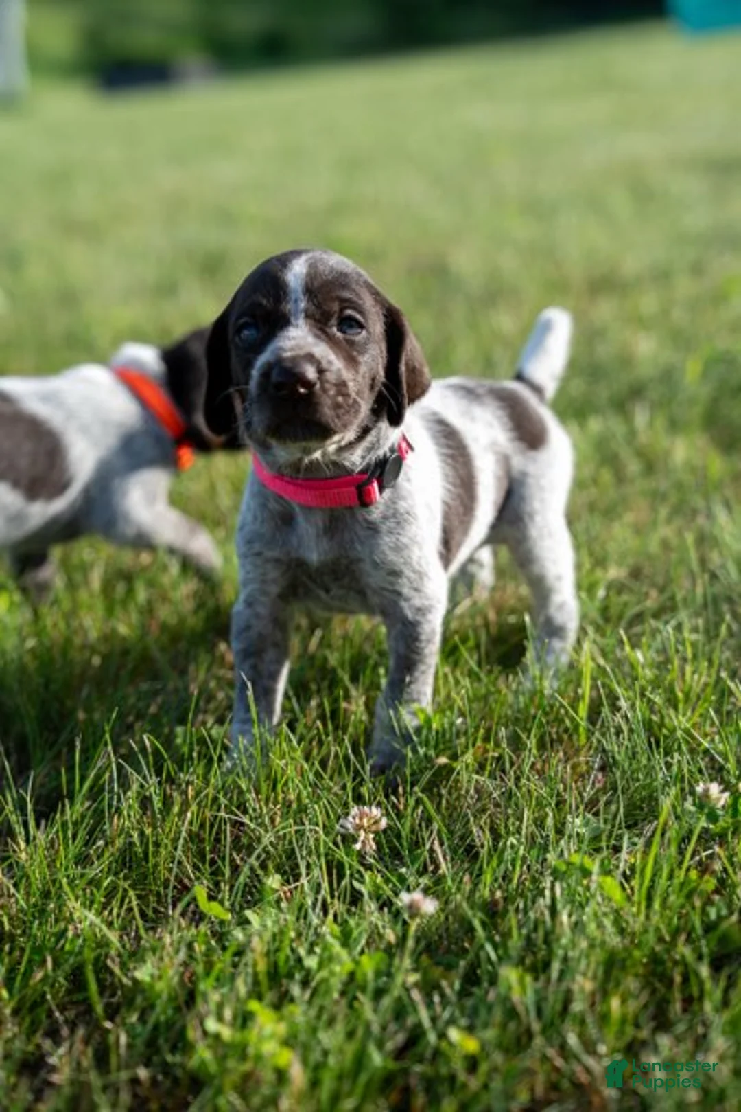 German Wirehaired Pointer dogs for sale: Girl 1 (Red Collar) - Ad 1
