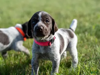 German Wirehaired Pointer dogs Girl 1 (Red Collar) - Ad 7