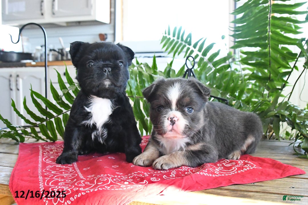 French Bulldog dogs for sale: Shadow - Ad 5