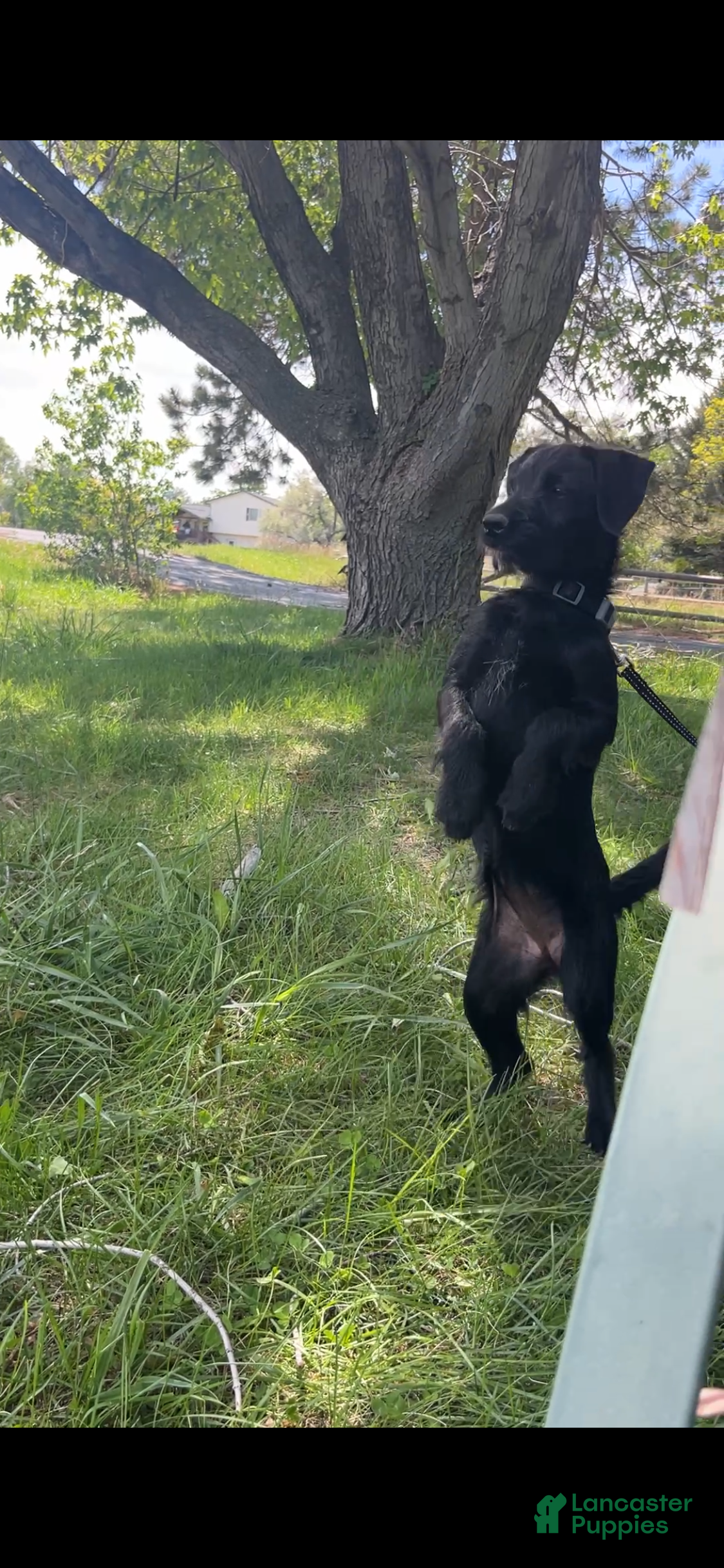 Bordoodle dogs Bordoodle Puppy Panther - Ad 2
