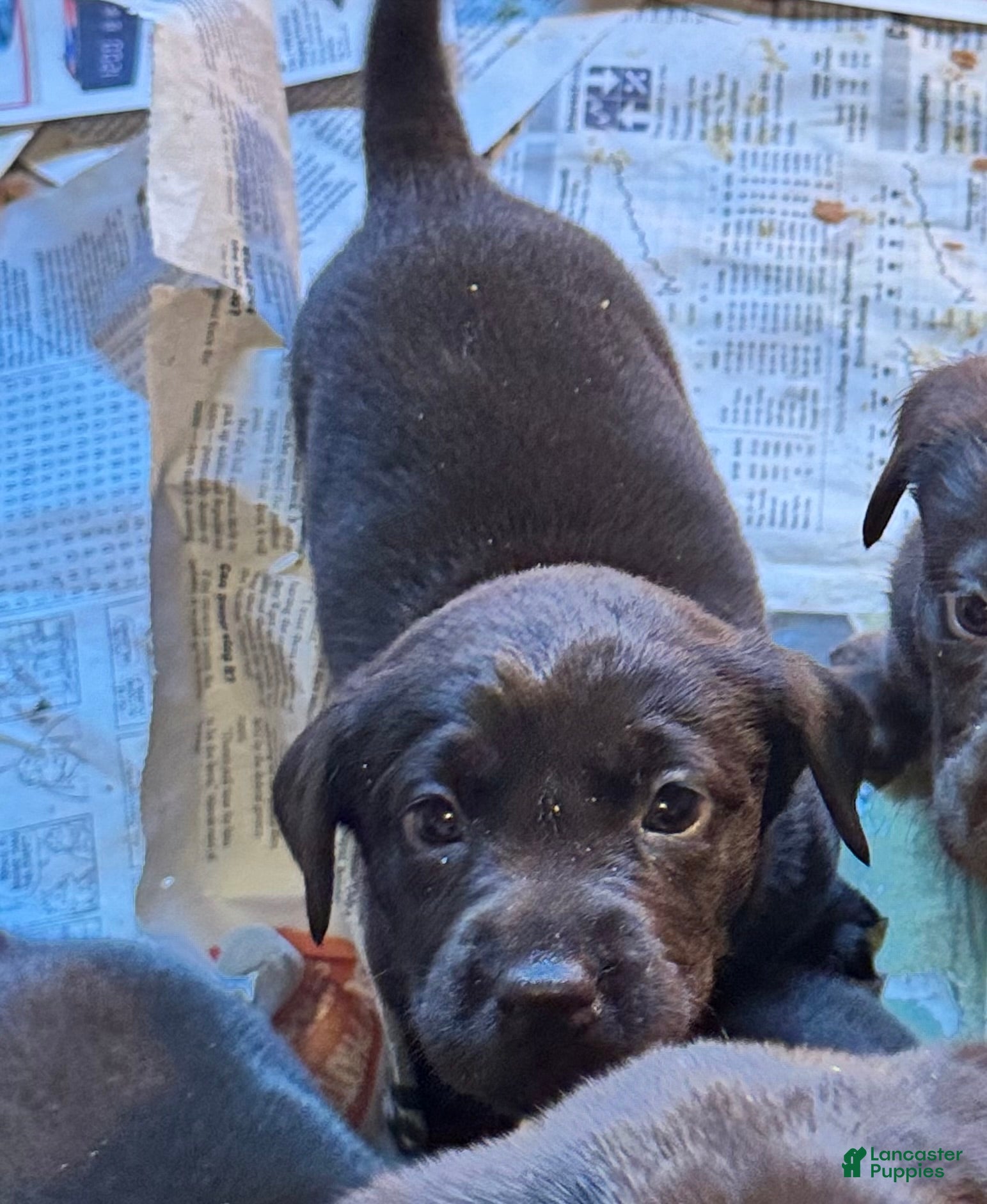 Labrador Retriever dogs Labrador Retriever Puppy 2 - Ad 20