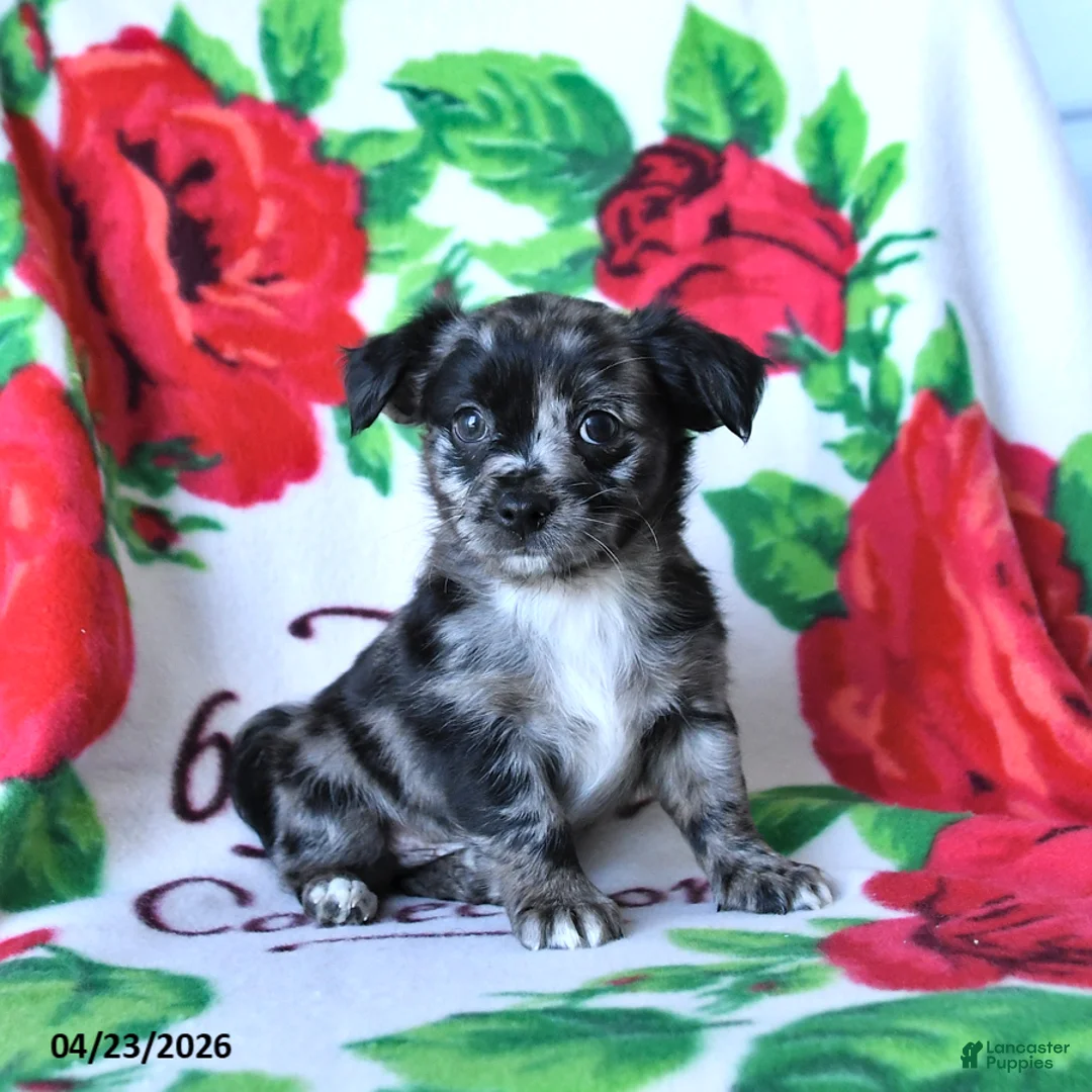 Chihuahua dogs for sale: Confetti - Ad 2