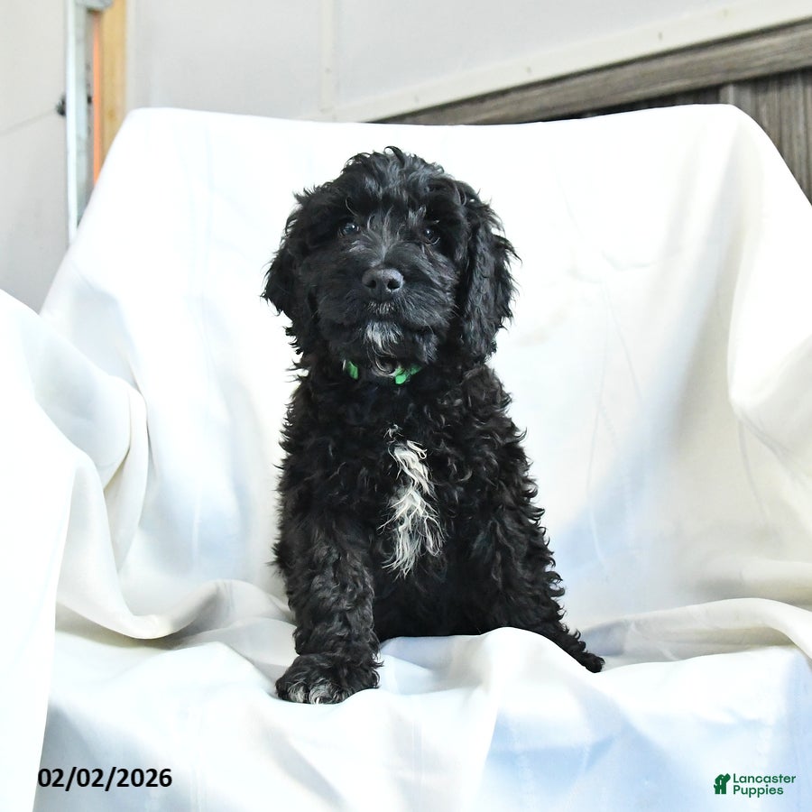 Cockapoo dogs Buddy - Ad 16