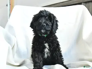 Cockapoo dogs Buddy - Ad 16