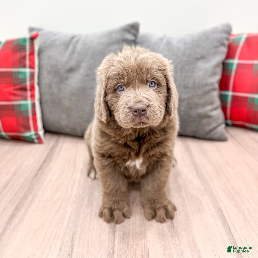 Newfoundland dogs for sale: Mia - Ad 2