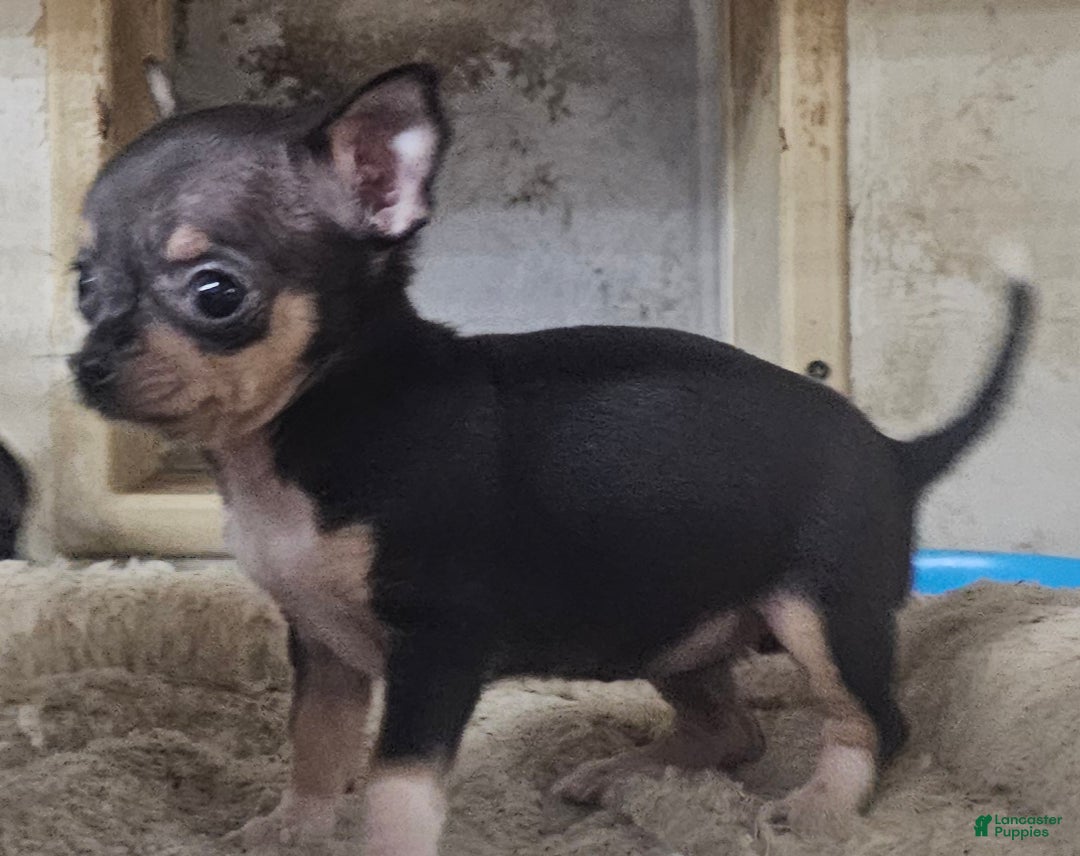 Chihuahua dogs for sale: Pixie - Ad 6