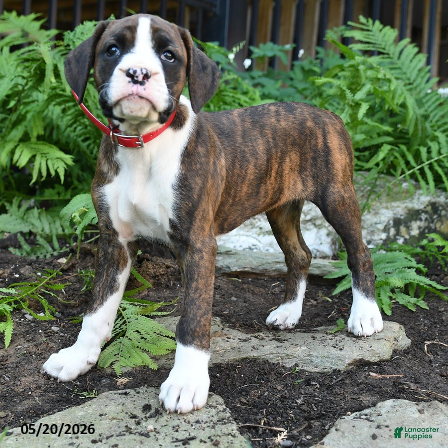 Boxer dogs Delta - Ad 2