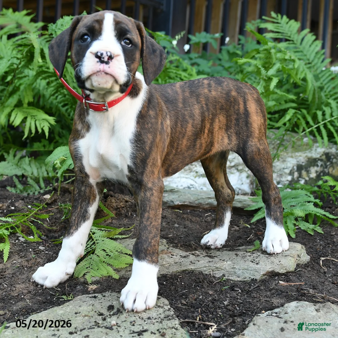Boxer dogs for sale: Delta - Ad 2