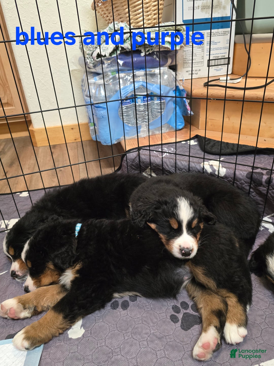 Bernese Mountain Dog dogs for sale: Purple - Ad 3