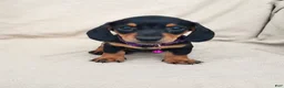 Miniature Dachshund dogs for sale: PRINCESS - Ad 3