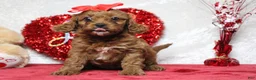 Cavapoo dogs for sale: Rosie - Ad 3
