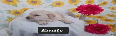 Emily