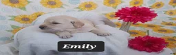 Golden Retriever dogs for sale: Emily - Ad 1
