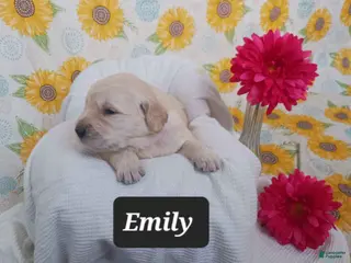 Golden Retriever dogs for sale: Emily - Ad 4