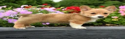 Welsh Corgi Pembroke dogs for sale: Pickles - Ad 5
