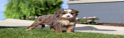 Mini Bernedoodle dogs for sale: Milk Dud - Ad 2